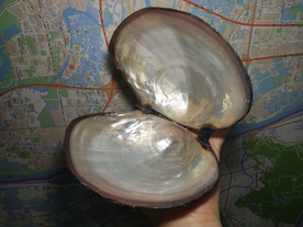 河蚌