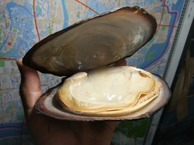 河蚌