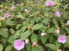 菍果