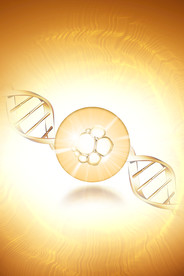 细胞 精华 螺旋体 DNA