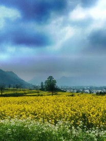 雾霭黄花