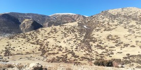 大山野草