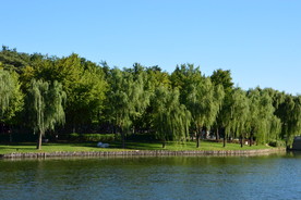 垂柳风景