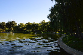 垂柳风景