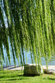 垂柳风景