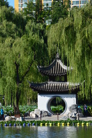 垂柳风景