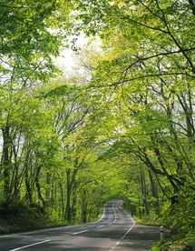 林间小路