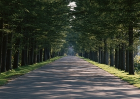 林间小路