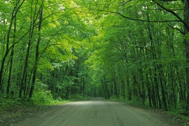 林间小路