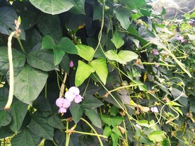 缸豆