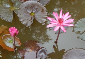 红莲花