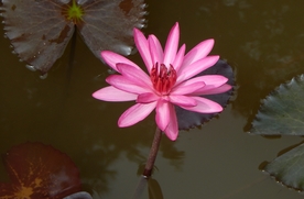 红莲花