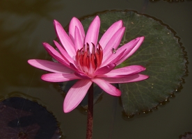 红莲花