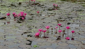 红莲花