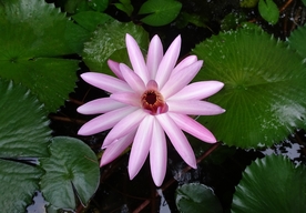 红莲花