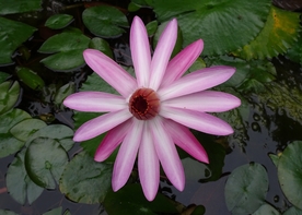 红莲花