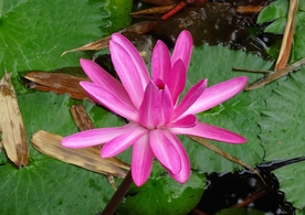 红莲花