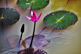 红莲花