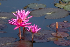 红莲花