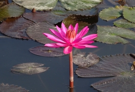 红莲花