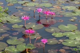 红莲花
