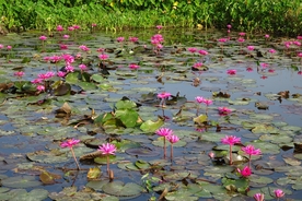 红莲花