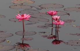 红莲花