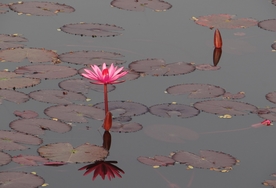 红莲花