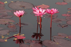 红莲花