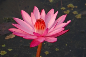 红莲花