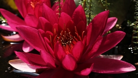 红莲花
