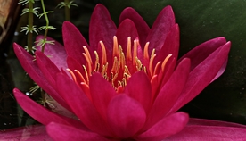 红莲花