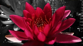 红莲花