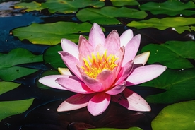红莲花