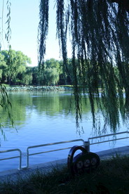 垂柳风景