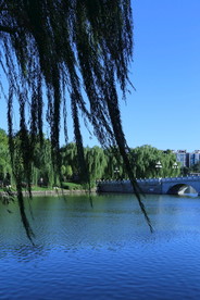 垂柳风景