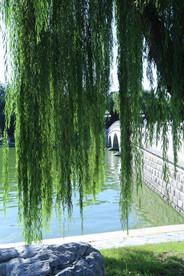 垂柳风景