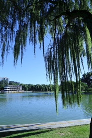 垂柳风景