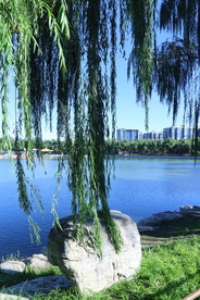 垂柳风景