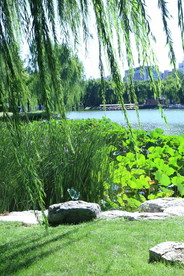 垂柳风景