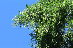 槐树豆