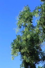 槐树豆