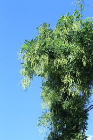 槐树豆
