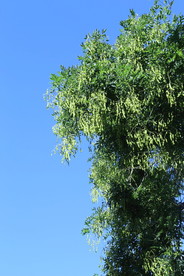 槐树豆