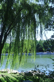 垂柳风景