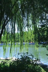 垂柳风景