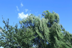 垂柳风景=