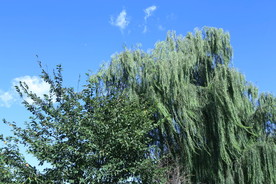 垂柳风景