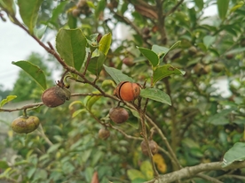 油茶