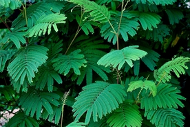 含羞草